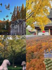 南京賞秋攻略必打卡的6個秋日童話地！