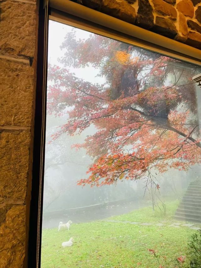 莫干山賞秋攻略｜被大自然調色盤美哭的童話世界！