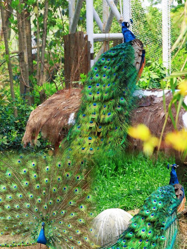 上海動物園｜被孔雀開屏美到失語！藍綠星河墜落人間