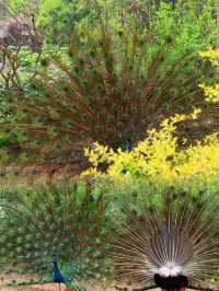 上海動物園｜被孔雀開屏美到失語！藍綠星河墜落人間