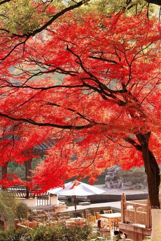 Tinglin Garden: A Jiangnan Garden Treasure in the Heart of Kunshan