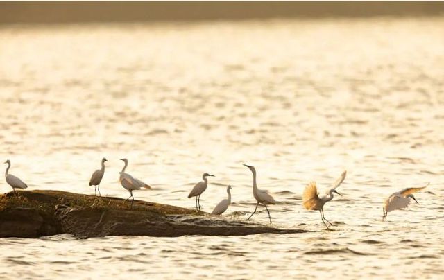 重慶迎來越冬候鳥