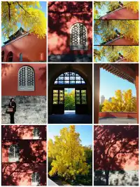 南京鼓樓公園銀杏｜紅牆光影+古今同框