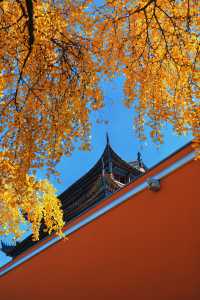 南京賞秋倒數最後10天必打卡的絕美秋色攻略