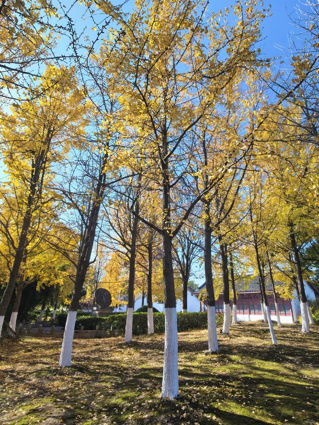 海寧觀潮勝地公園 | 深秋的詩意畫卷 海寧觀潮勝地公園 | 深秋的詩意畫卷