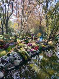 上海共青森林公園|秋日限定浪漫被我發現了