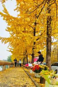 蛟龍活水公園拍銀杏