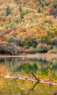 九寨溝的秋天美炸了！這鏡頭感誰頂得住啊！