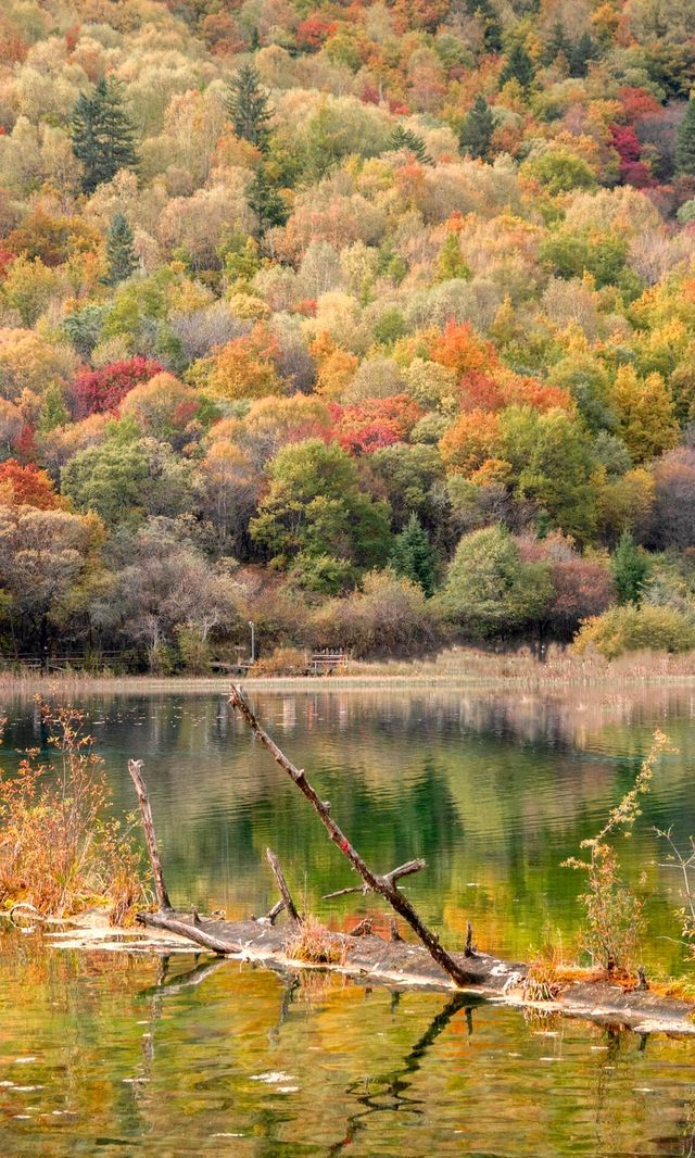 九寨溝的秋天美炸了！這鏡頭感誰頂得住啊！