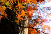 廬山賞秋必去！牯嶺鎮楓葉紅透的浪漫時光