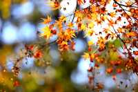 廬山賞秋必去！牯嶺鎮楓葉紅透的浪漫時光