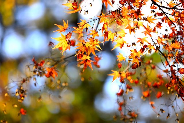 廬山賞秋必去！牯嶺鎮楓葉紅透的浪漫時光