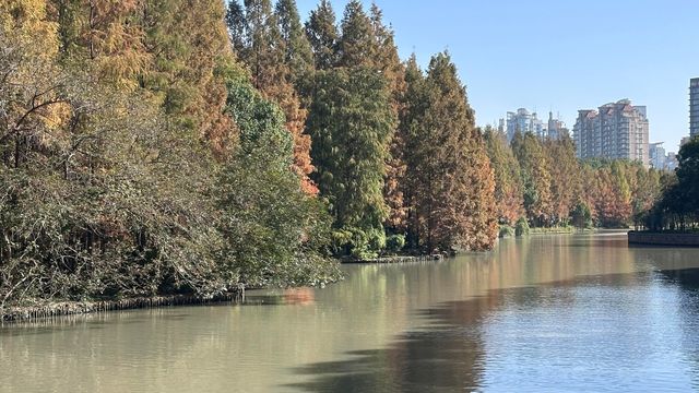 梧桐金雨絕絕子！世紀公園秋日限定攻略