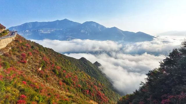 三峽紅葉與雲海,太美啦! 三峽紅葉與雲海,太美啦!