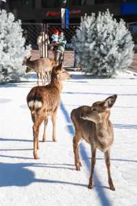 不出青島也能在 雪凇下和小鹿貼貼