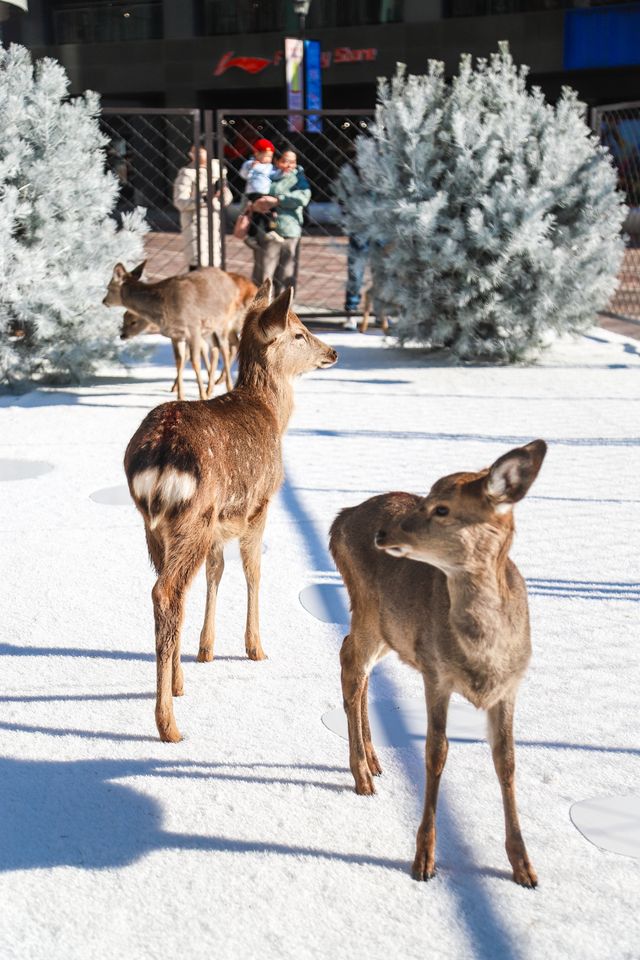 不出青島也能在 雪凇下和小鹿貼貼 不出青島也能在 雪凇下和小鹿貼貼