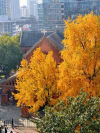 上海外灘賞銀杏不繞路個機位路線攻略