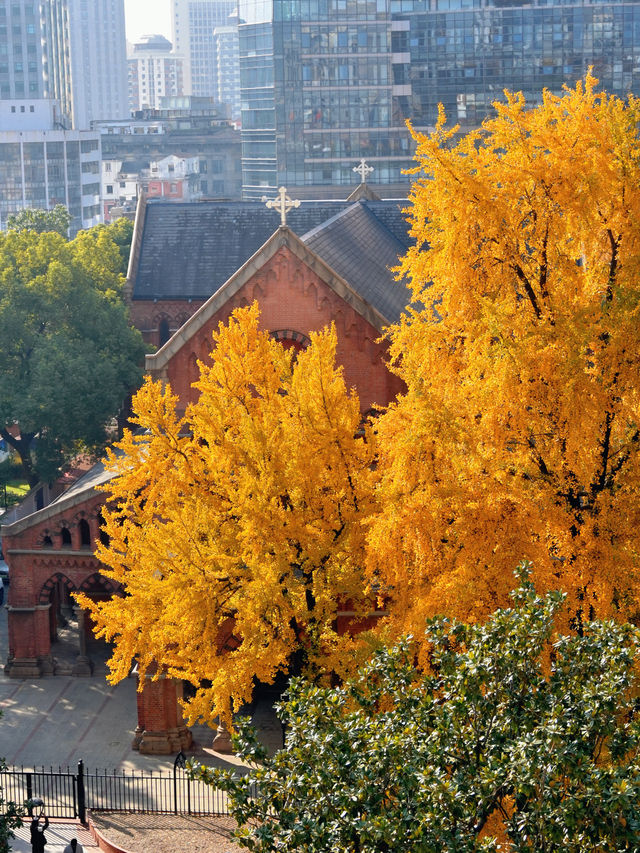 上海外灘賞銀杏不繞路個機位路線攻略
