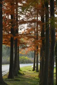 還用去擠白鷺灣?人少景美的水杉秘境!