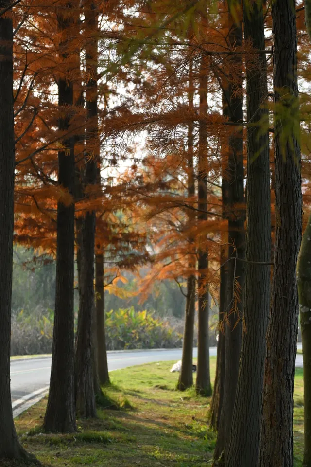 還用去擠白鷺灣?人少景美的水杉秘境! 還用去擠白鷺灣?人少景美的水杉秘境!