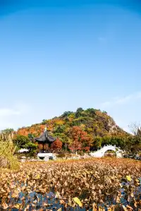 亭林公園楓葉紅透啦