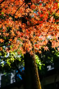 亭林公園楓葉紅透啦
