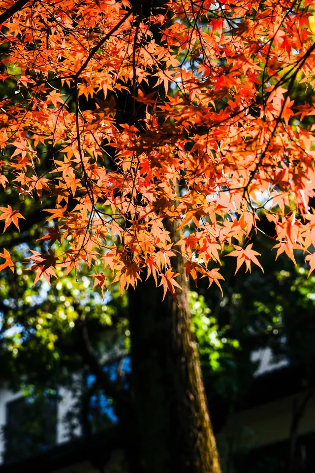 亭林公園楓葉紅透啦