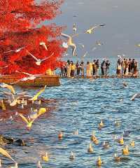 紅杉與海鷗共赴大理之約