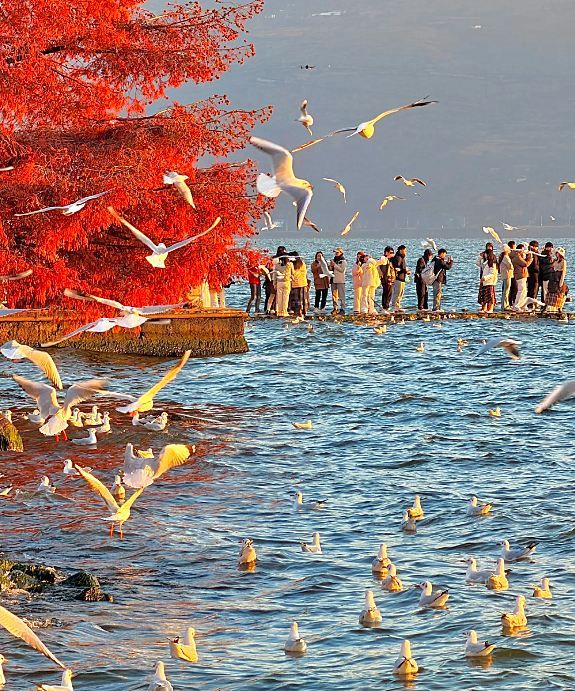 紅杉與海鷗共赴大理之約