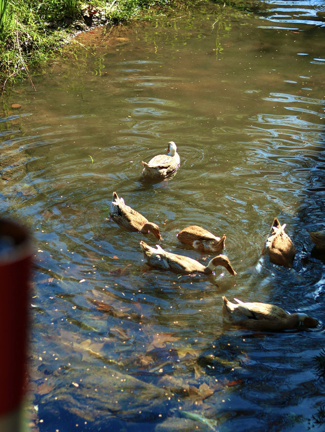 莫干山腳下 莫干山腳下