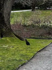 新西蘭·自然探索之旅