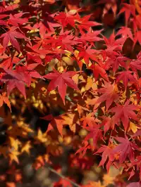 你是來拉屎的吧?!