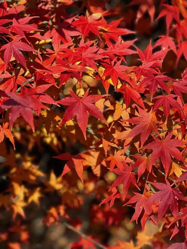 你是來拉屎的吧?! 你是來拉屎的吧?!