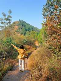 成都0.5h公交直達的秋日橘林徒步路線~#秋季去爬山南門