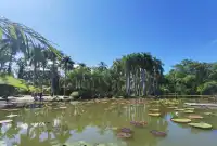 超值的!版納中科院植物園強推