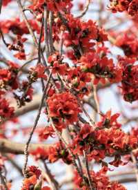 珠海望海亭賞花絕美機位