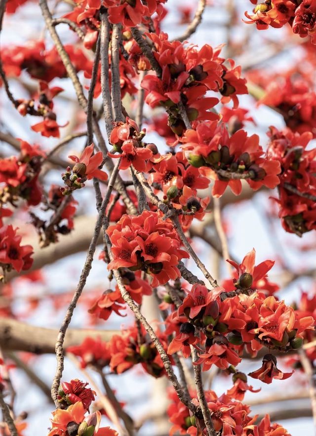 珠海望海亭賞花絕美機位