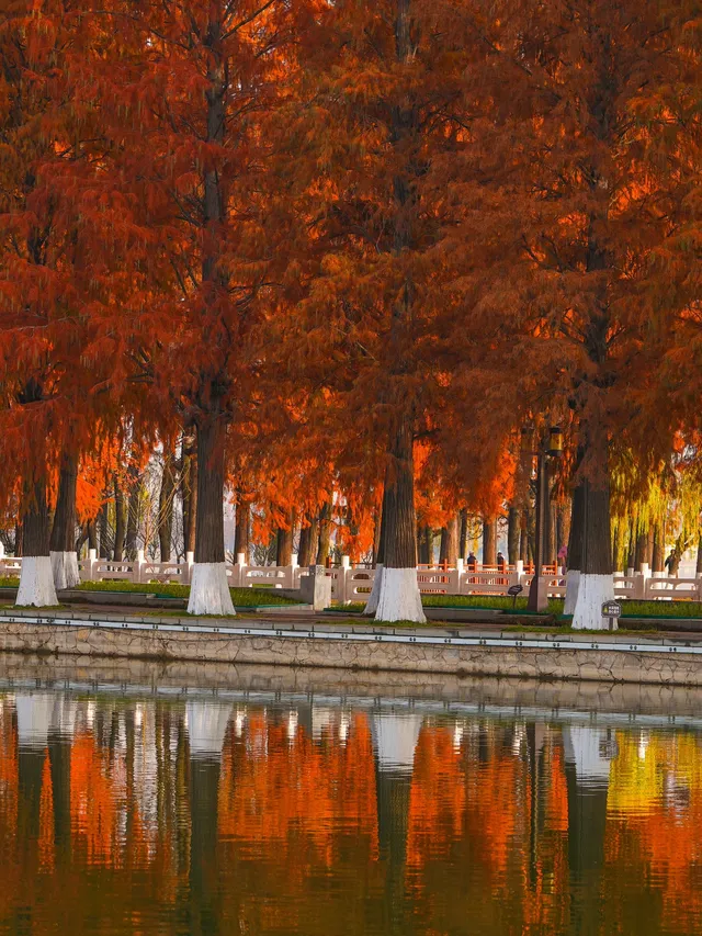 12.3的東湖殺瘋了!分享一條油畫感騎行路線 12.3的東湖殺瘋了!分享一條油畫感騎行路線