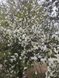 呼倫貝爾1日包車遊美景一路盡收眼底