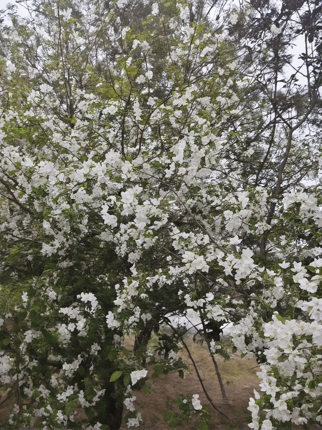 呼倫貝爾1日包車遊美景一路盡收眼底