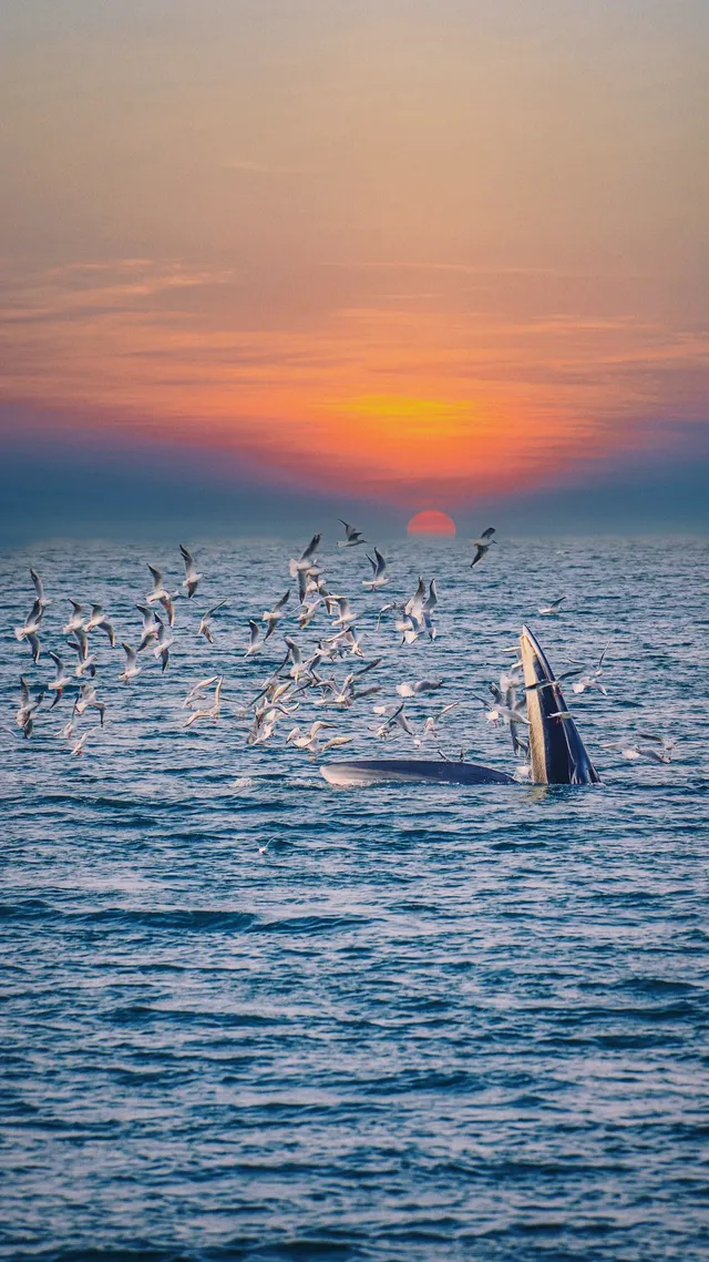 涠洲島三日遊 追鯨吃海鮮趕海坐遊艇 涠洲島三日遊 追鯨吃海鮮趕海坐遊艇