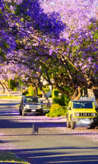 If you missed the jacaranda season in Sydney, you can still come to Perth, which is definitely just as good