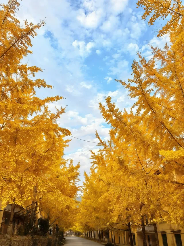 不是日本！廣東省自己的黃金大道