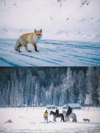 阿勒泰｜過一個被雪輕輕擁抱的冬天
