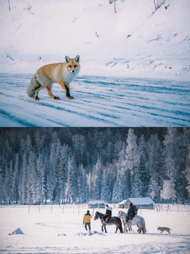 阿勒泰｜過一個被雪輕輕擁抱的冬天