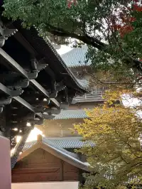 是何老師同款濮院！《嚮往》裡的秋日油畫江南！