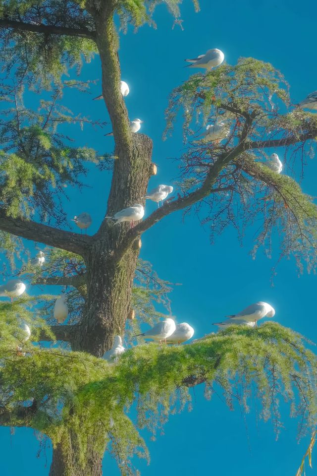 昆明翠湖絕美打卡點!海鷗與樹共舞的仙境 昆明翠湖絕美打卡點!海鷗與樹共舞的仙境