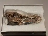 恐龍展抽獎只剩最後1天,衝啊!