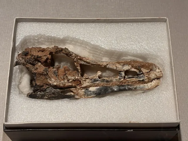 恐龍展抽獎只剩最後1天,衝啊! 恐龍展抽獎只剩最後1天,衝啊!