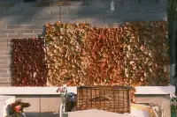 好天氣在玄武湖，度過無所事事的下午